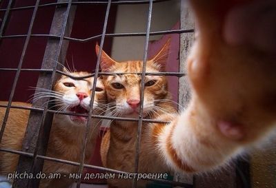 котики в клетке - в тюрьме
