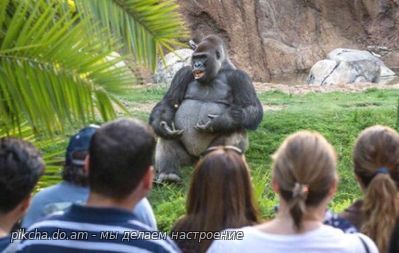 мем - горилла в зоопарке выглядит так как будто учит студентов